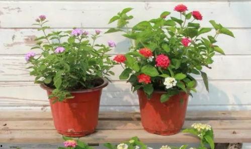 女星歌单爆料最新歌曲视频,热门歌曲视频抢先看  第3张