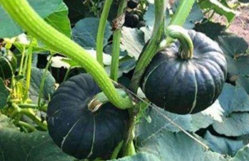 最新吃瓜 网红事件,揭秘近期热门事件背后的真相  第3张